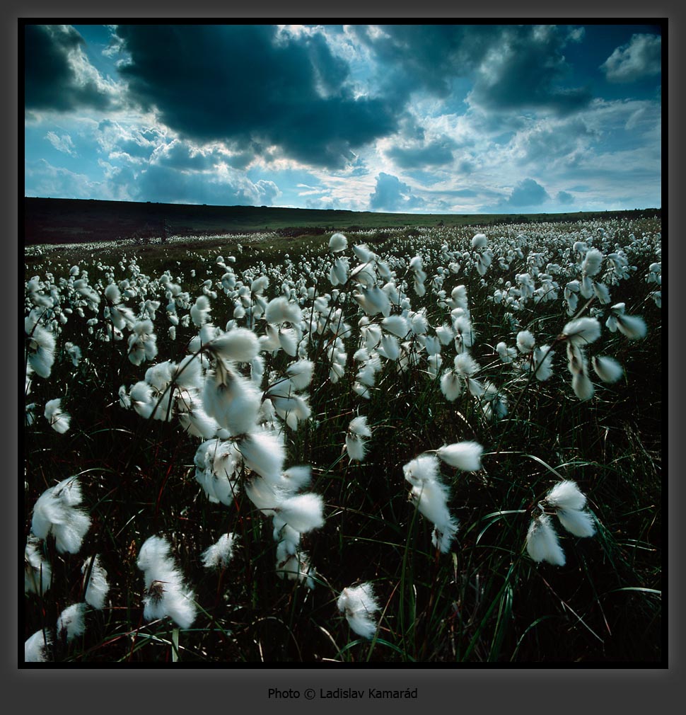 Brilliantovui doc 1160677544 i 6911 full